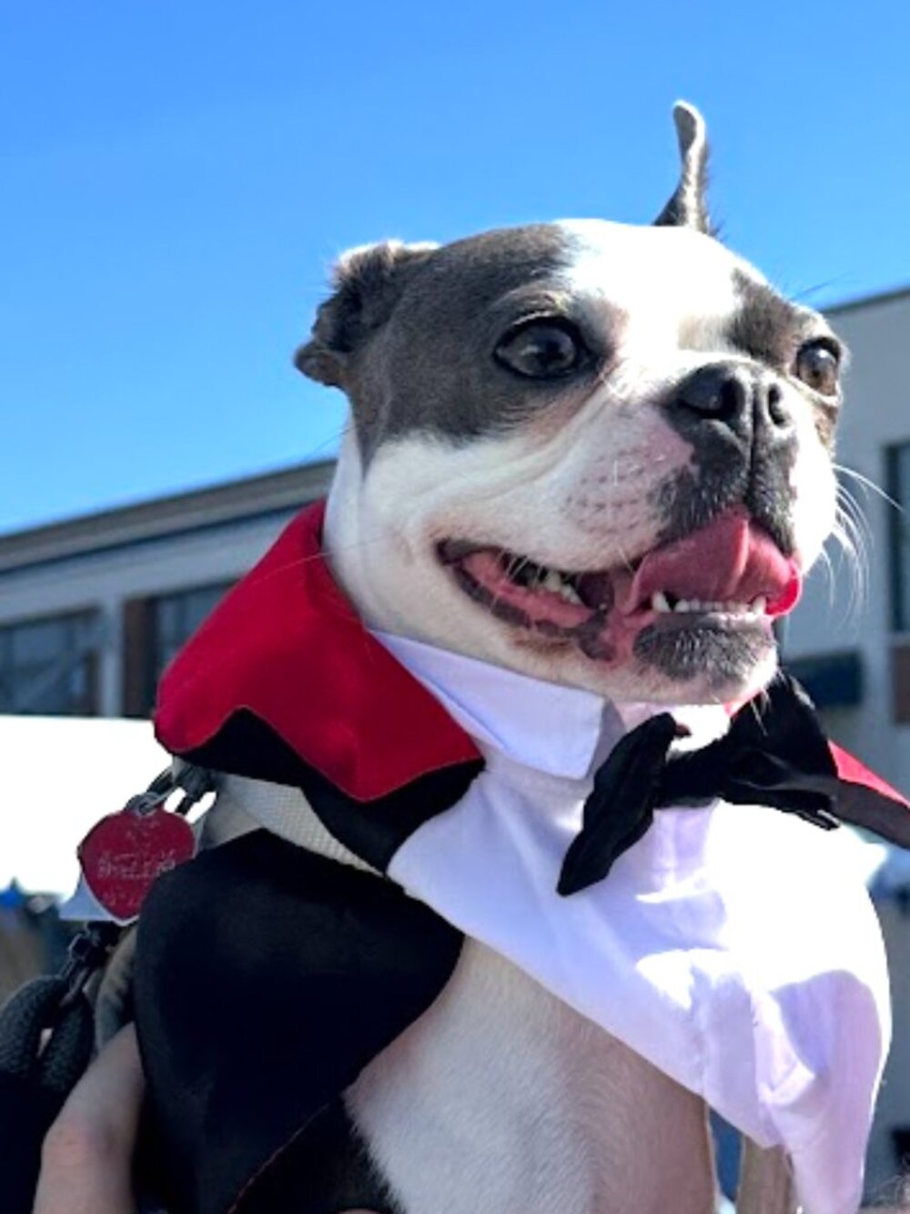 Pup Crew Dracula Vampire Dog Costume Cape Tuxedo Halloween M/L